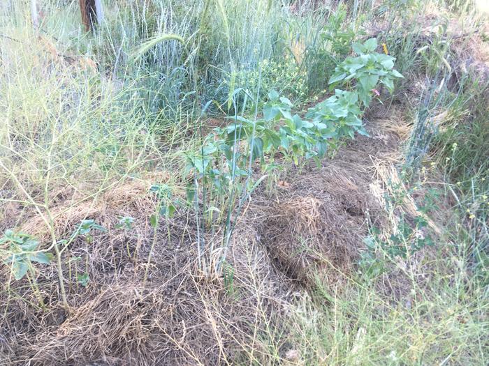 Sunflowers time for thinning :)