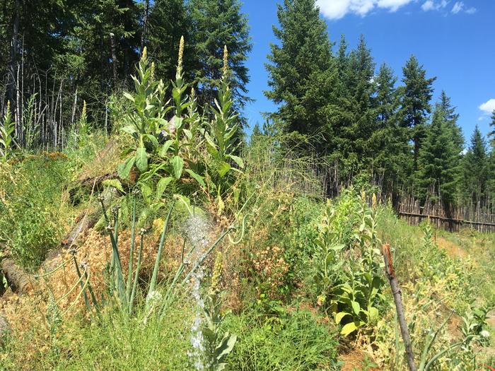 I love how well the mullein is growing