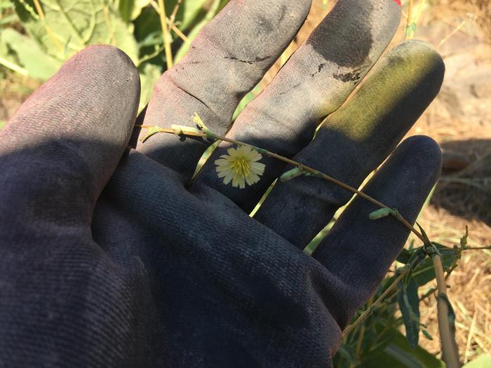 Looks like prickly lettuce