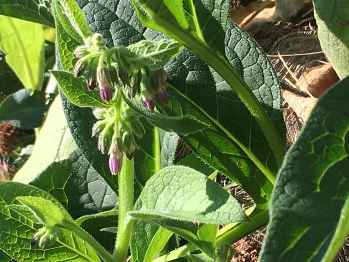 Comfrey 