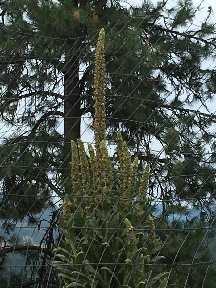 King mullein 