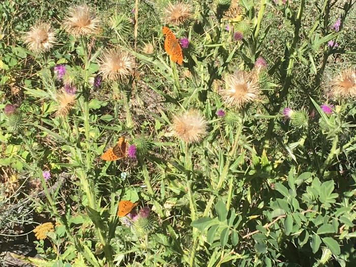 Butterflies and thistle