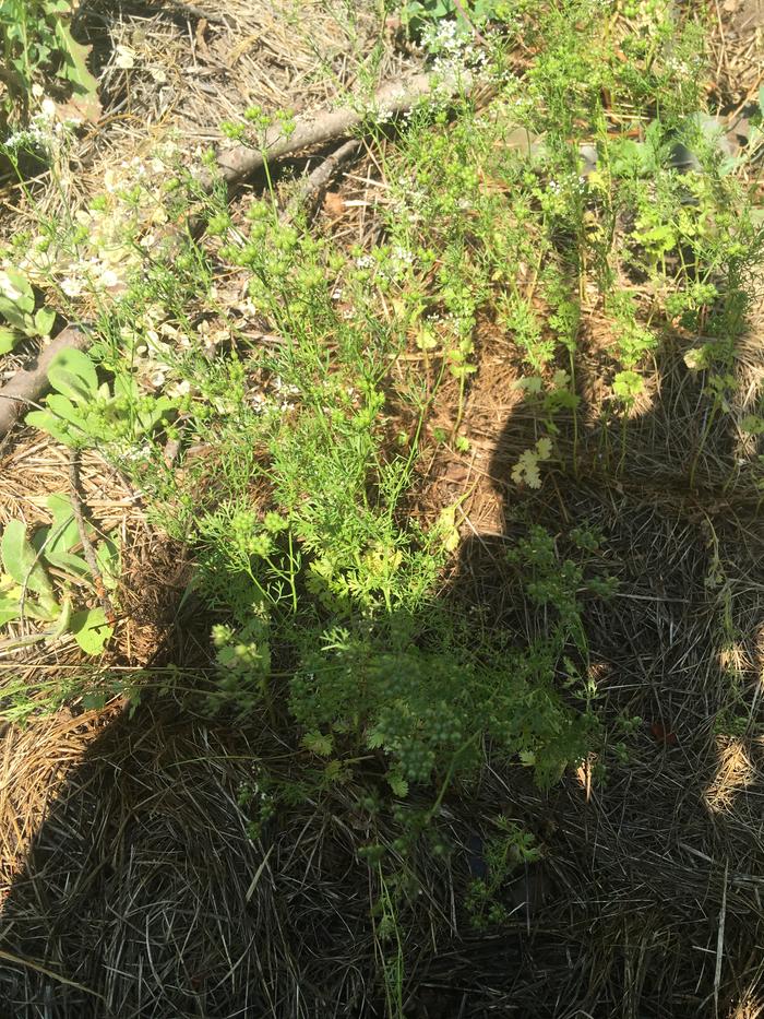 Hard to see but this cilantro is doing well