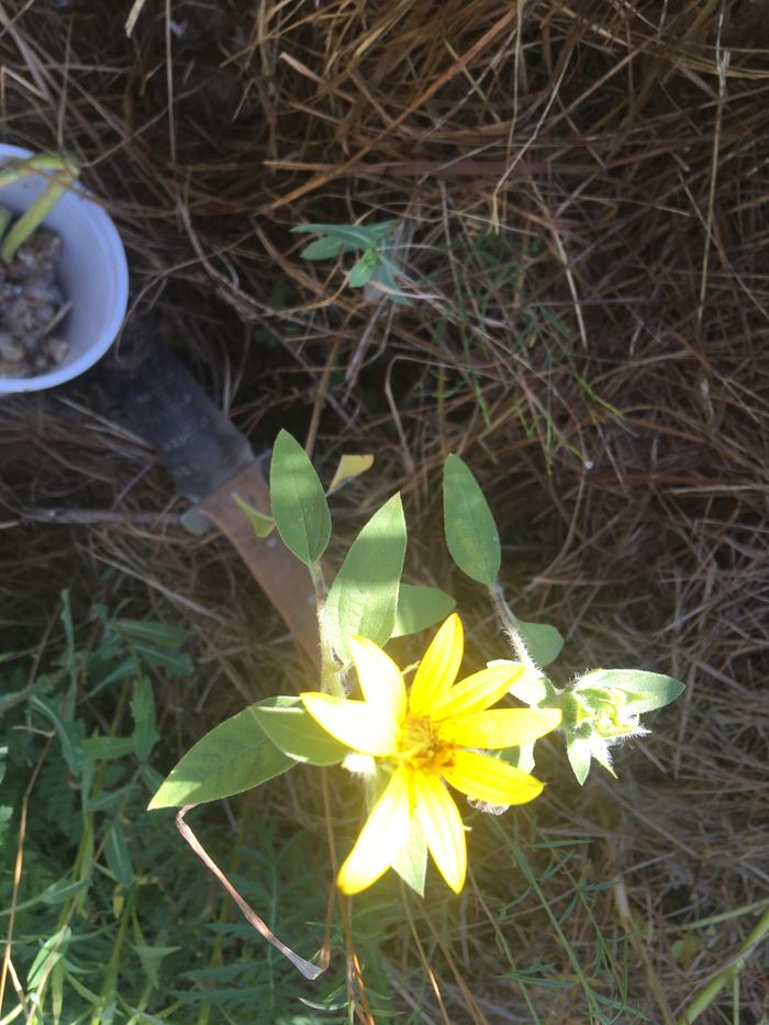 Looks like a volunteer sunflower on a tertiary hugel