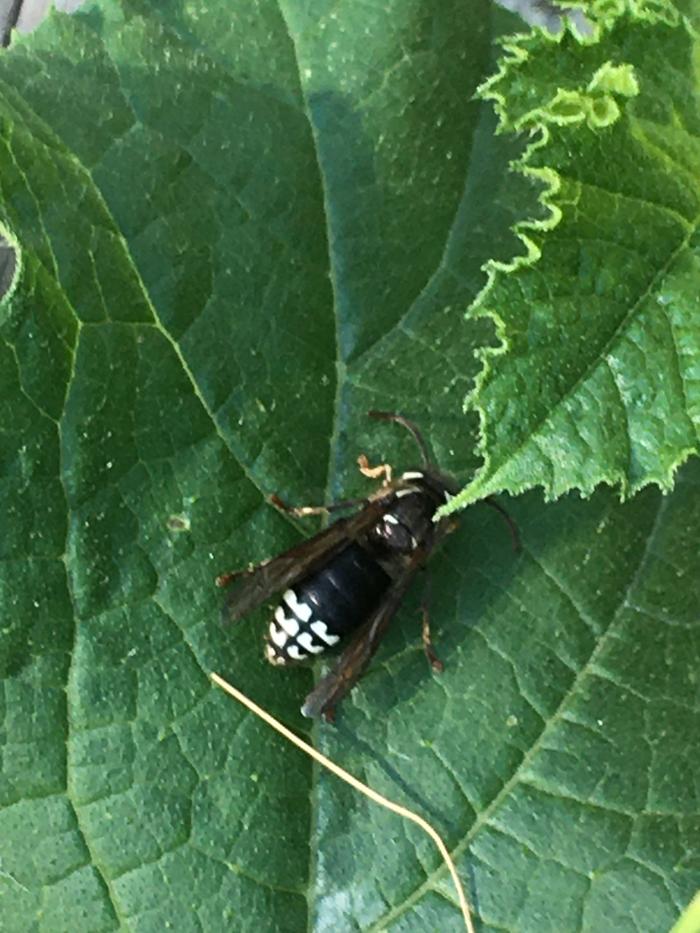 What’s this guy? White hornet?