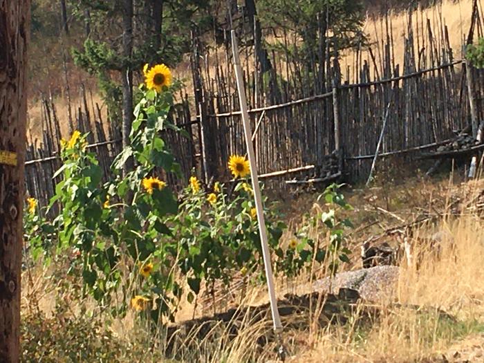 Sunflowers still doing pretty