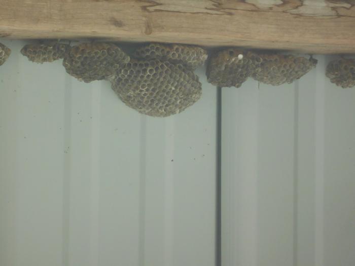 Small sample of paper wasp nests.