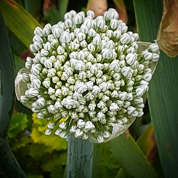 Beautiful yellow onion seed head