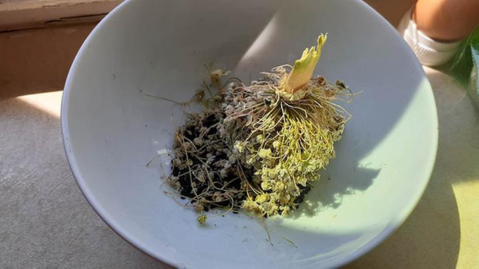 The dried yellow onion seed head. 