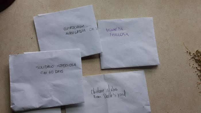 Some of my husband's saved native seeds. 