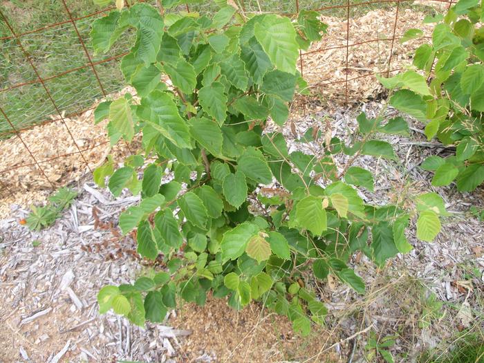 Vetch climing up in this hazelnut (just right of center)