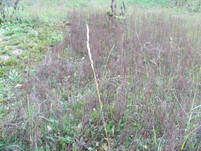 Field of sheep sorrel seeds