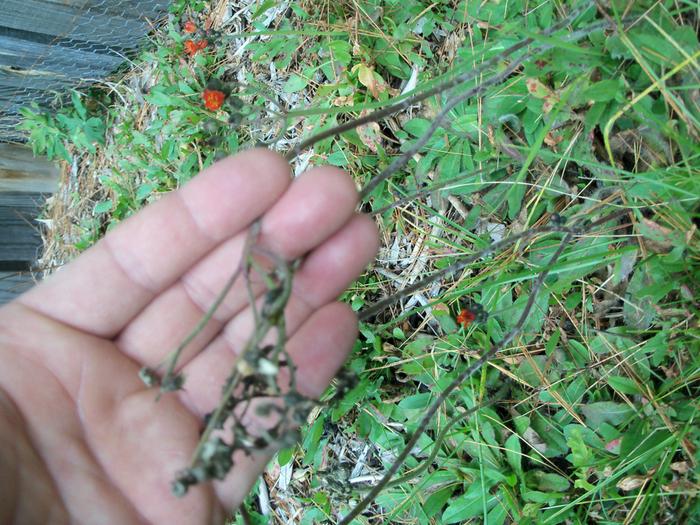 Indian paint brush (seed head in my hand, flower in the background)