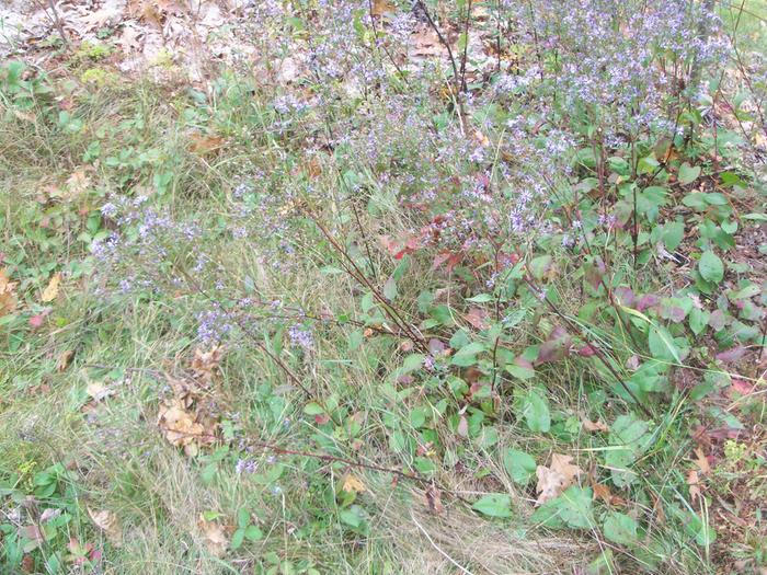 Patch of aster