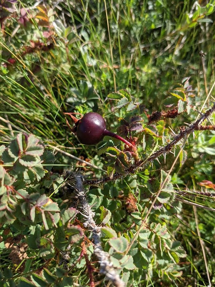 Burnet rose