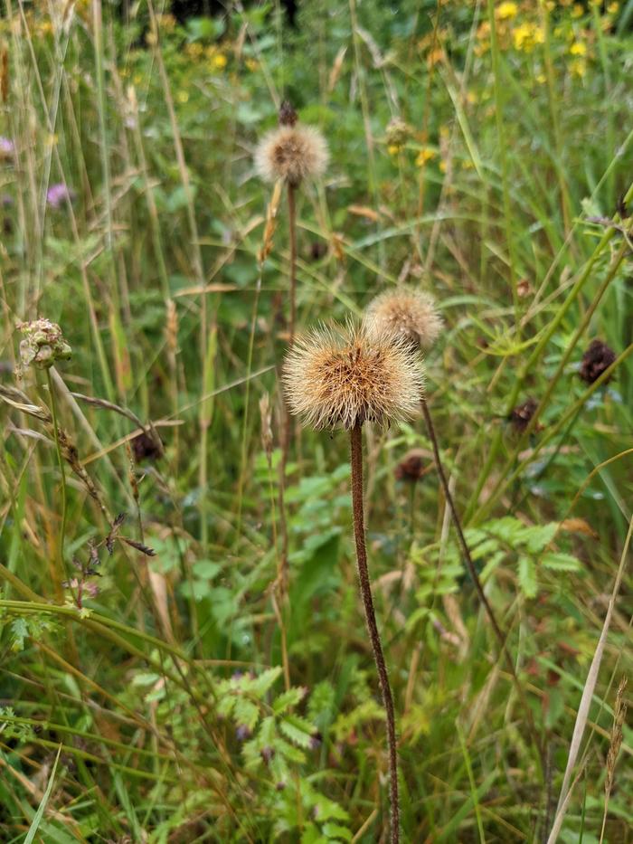 Hawksbeard