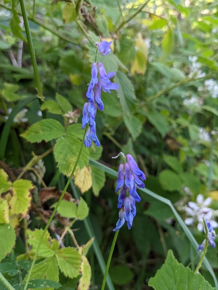 Tufted vetch