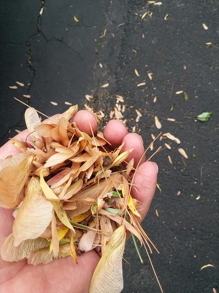 Soft maple seeds