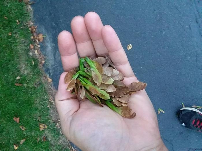 Box elder seeds