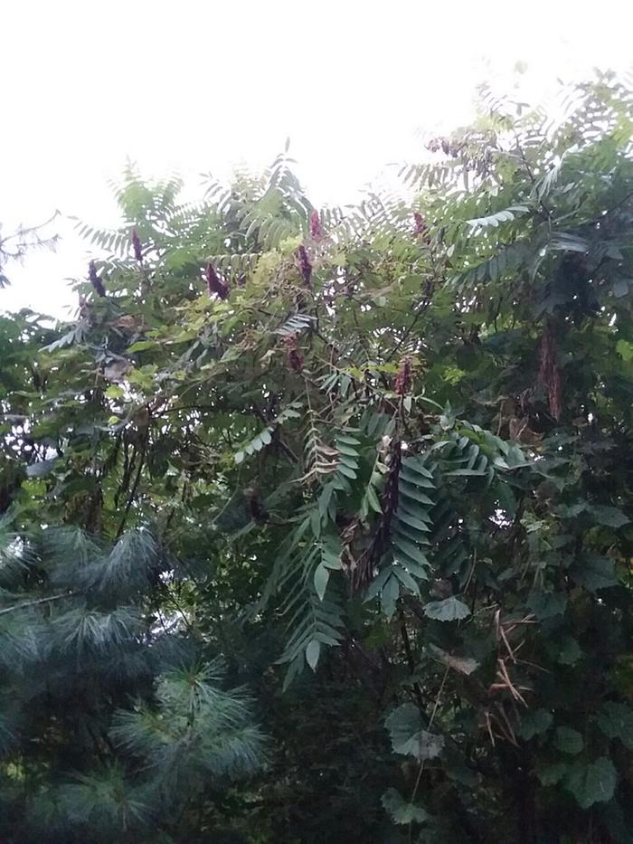 Staghorn sumac