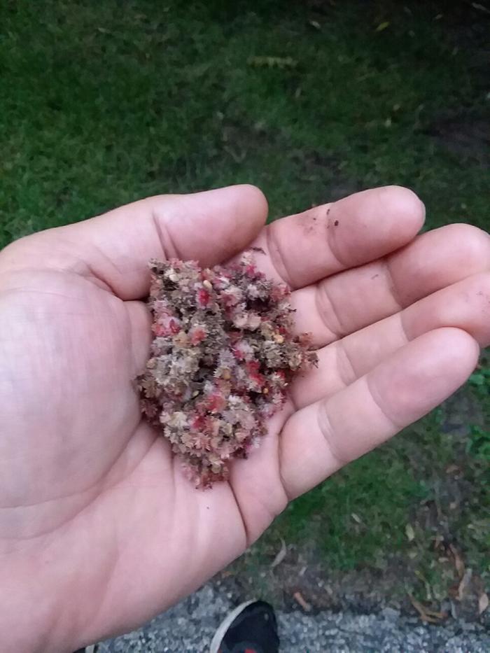 Sumac seeds