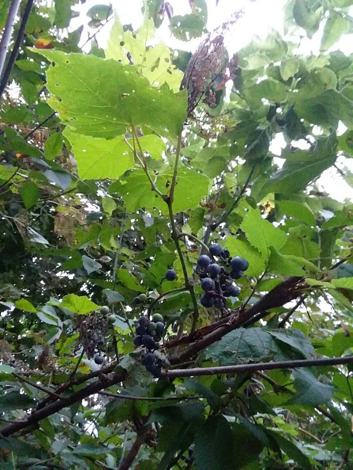 Wild grape