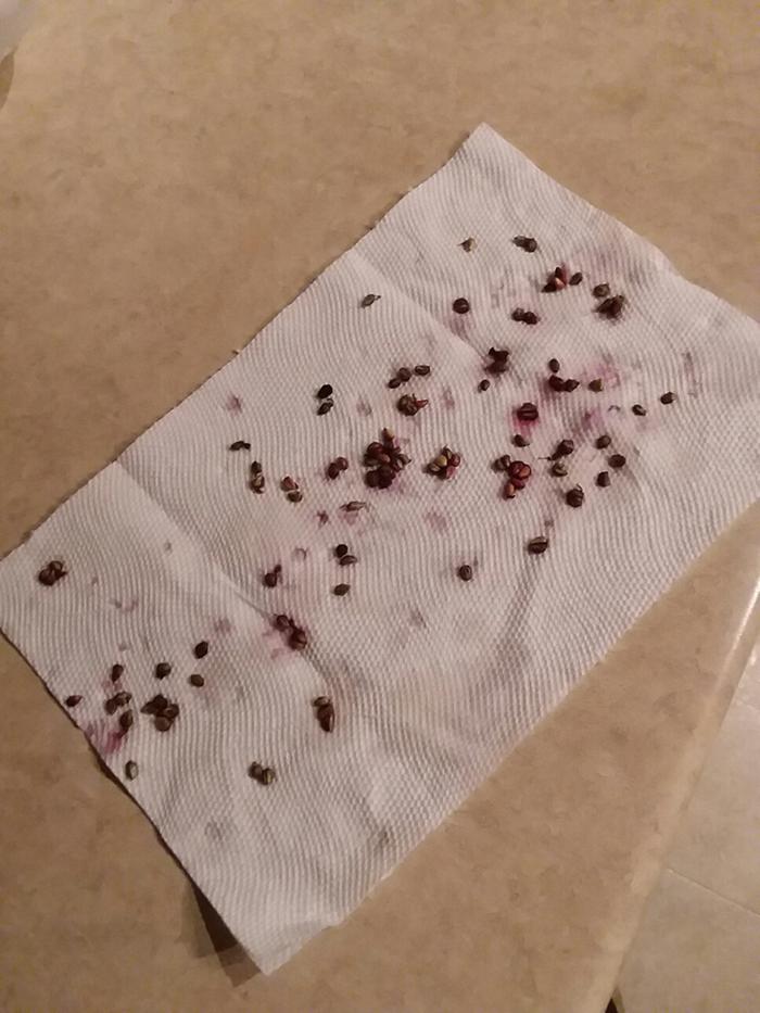 Grape seeds separated from the grapes