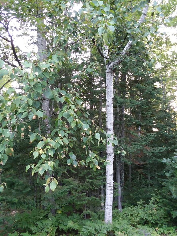 White birch