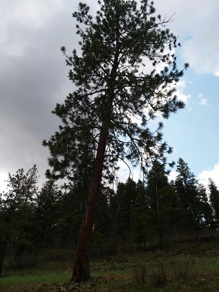 Ponderosa pine