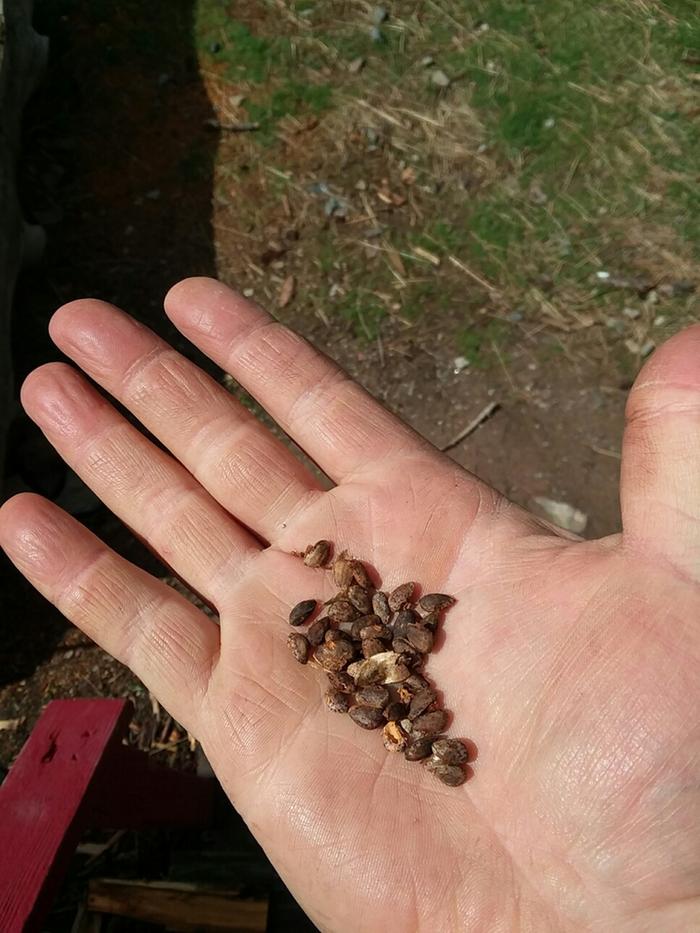 Ponderosa pine seeds