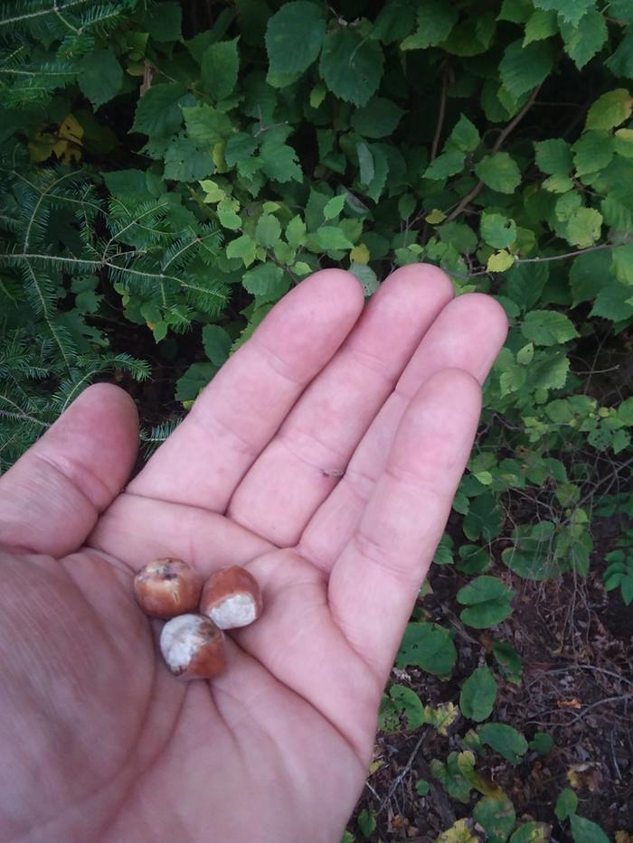 Hazelnut seeds