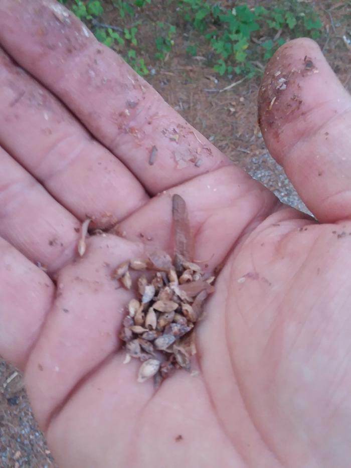 White pine seeds (they're kinda hard to get out without getting sap all over your hands)