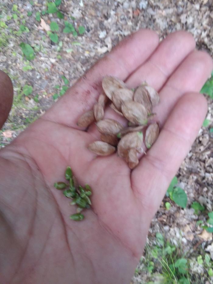 Hop hornbeam seeds (seeds in palm, more seeds in husks on fingers)