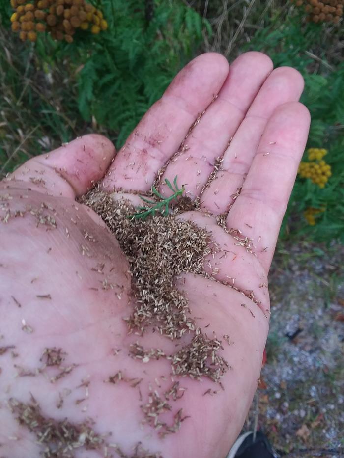 Tansy seeds (they smell good)