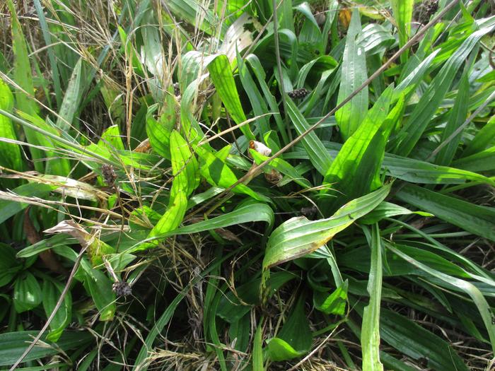 narrow leaf plantain