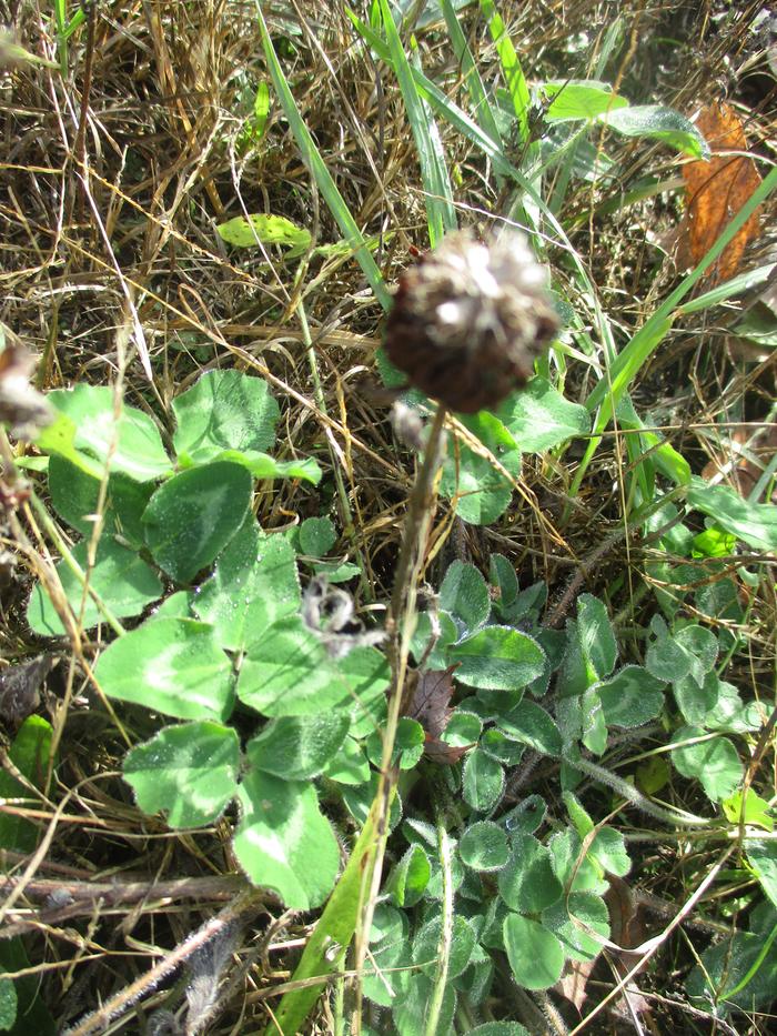 red clover with seedhead