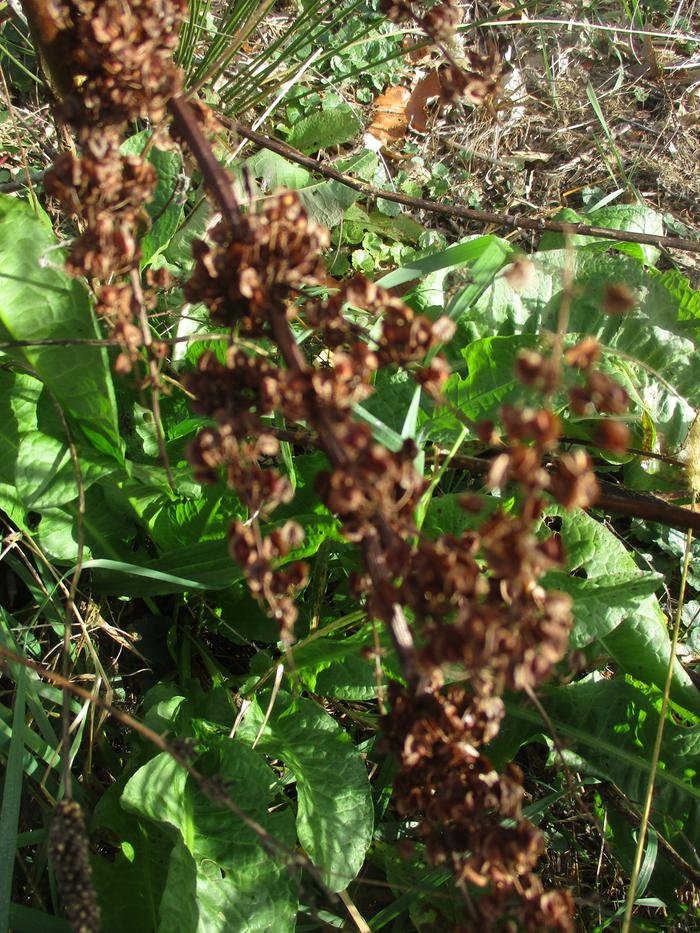 curly dock with seed stalk