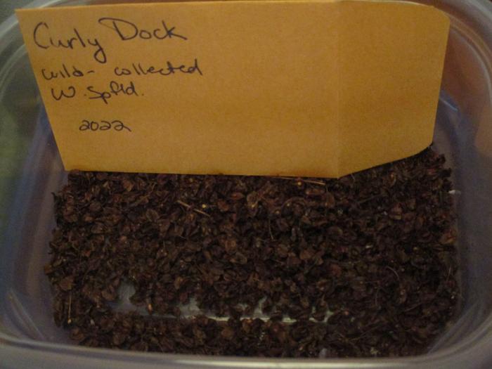 curly dock seeds collected (1/4 cup)