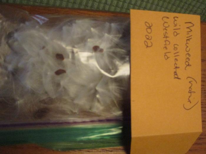 milkweed seeds collected (about 1/4 cup) 