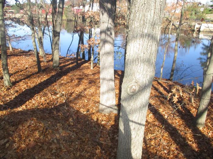 oak trees growing along river