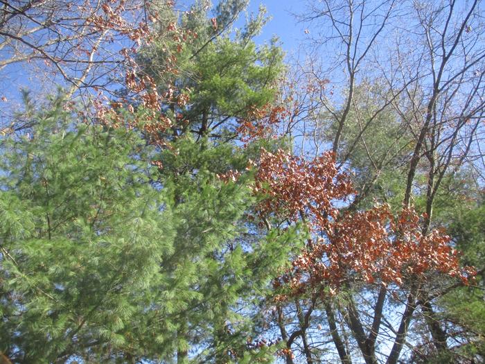 some trees with oak leaves still attached