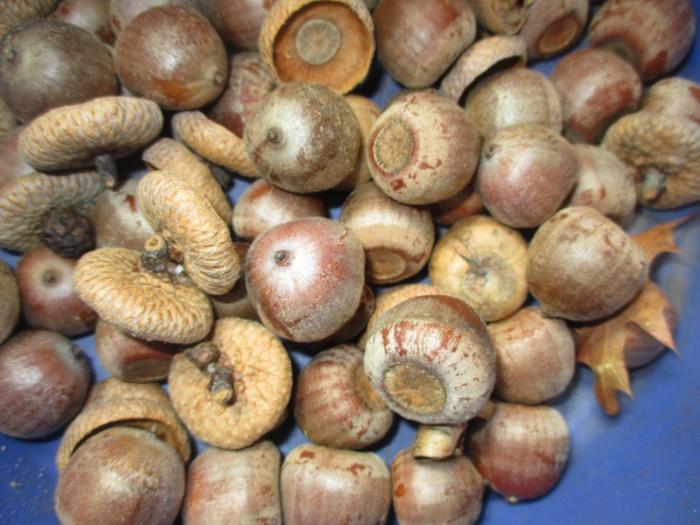 bucket of large white oak acorns