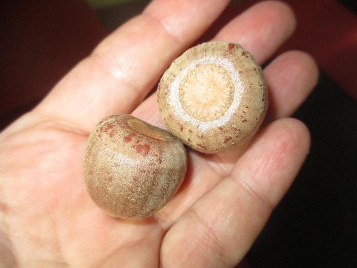 close up of large white oak acorns.. these are huge