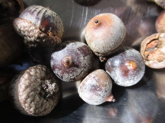 small dish or red acorns.. squirrels do not want to share these! 