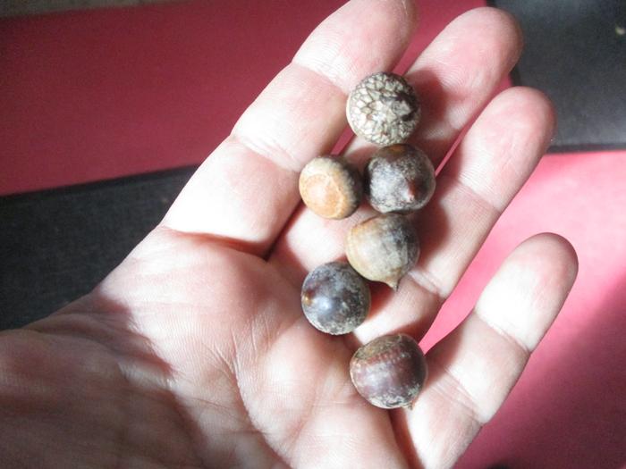 close up of red acorns, just barely makes the quantity requirement I think!