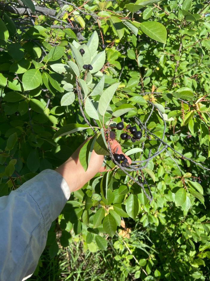 [Thumbnail for chokecherry-harvest-in-the-wild.JPG]