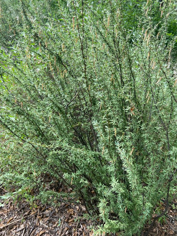 Wild California buckwheat