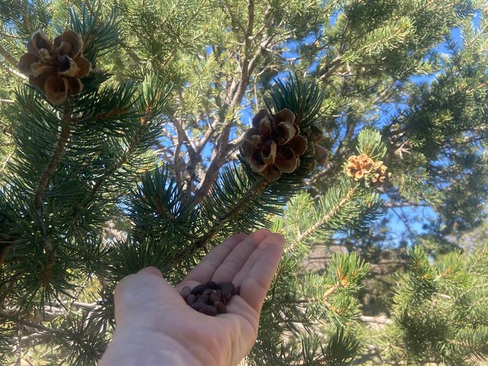 [Thumbnail for pinyon-pine-nuts.jpg]