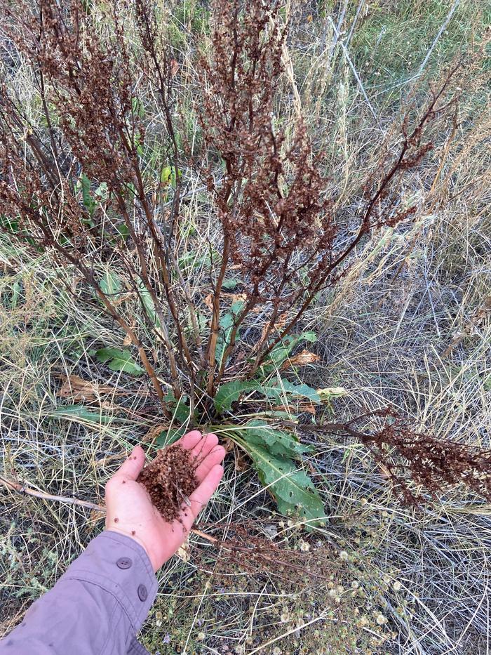 [Thumbnail for curly-dock-seeds-at-palmer-park.jpg]