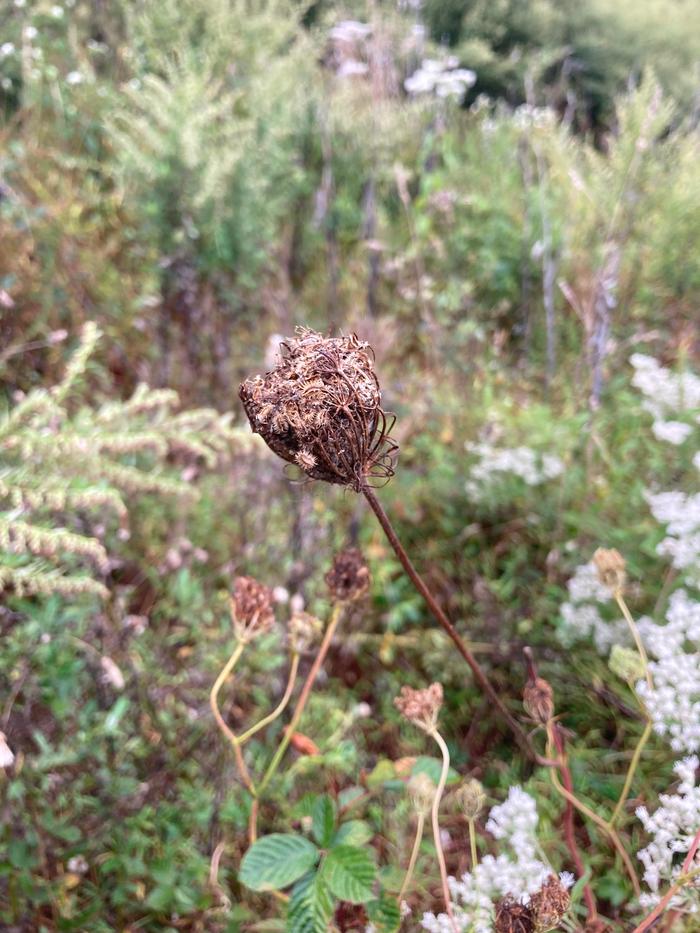 Queen Ann’s Lace